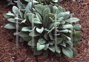 Picture of Stachys byzantina 'Helen von Stein'