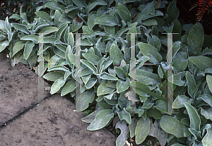 Picture of Stachys byzantina 'Primrose Heron'