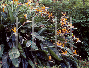 Picture of Strelitzia reginae 