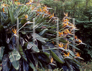 Picture of Strelitzia reginae 