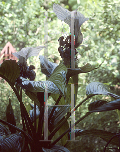 Picture of Tacca integrifolia 