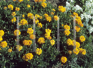 Picture of Tagetes patula 'Durango Orange'