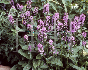 Picture of Stachys monnieri 'Hummelo'