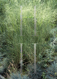 Picture of Stipa capillata 