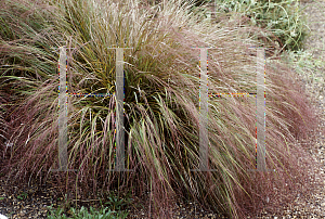 Picture of Stipa arundinacea 