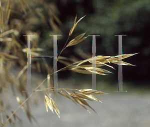 Picture of Stipa gigantea 