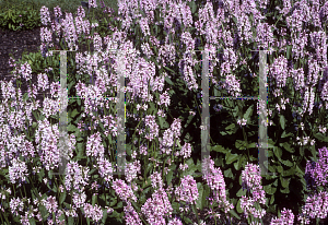 Picture of Stachys officinalis 'Rosea'