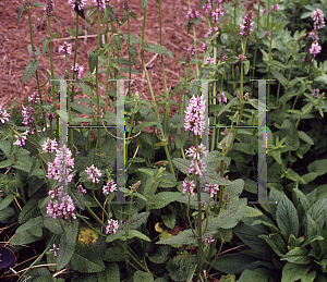 Picture of Stachys officinalis 'Rubrum Superbum'