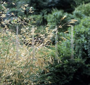 Picture of Stipa gigantea 