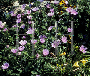 Picture of Stokesia laevis 'Klaus Jelitto'