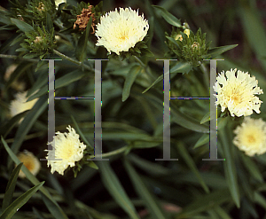 Picture of Stokesia laevis 'Mary Gregory'