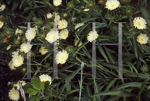Picture of Stokesia laevis 'Mary Gregory'