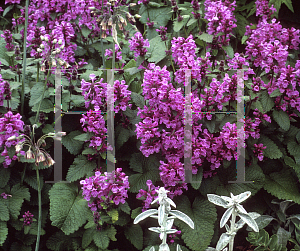 Picture of Stachys macrantha 'Robusta'