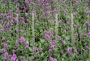 Picture of Stachys monnieri 'Hummelo'