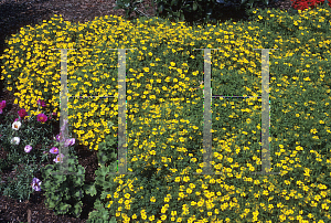 Picture of Tagetes tenuifolia 'Lulu'