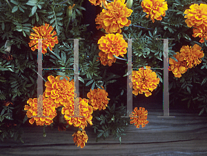 Picture of Tagetes patula 'Safari Tangerine'