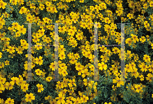 Picture of Tagetes tenuifolia 'Golden Gem'