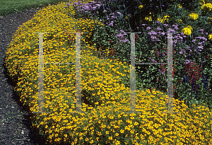 Picture of Tagetes tenuifolia 'Ursula'