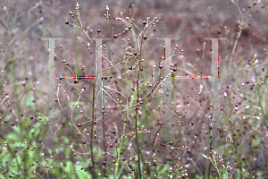 Picture of Talinum paniculatum 