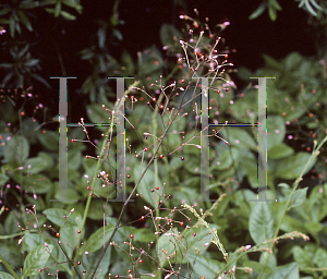 Picture of Talinum paniculatum 