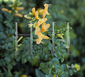 Picture of Tecomaria capensis 'Apricot'