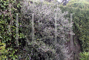 Picture of Teucrium fruticans 