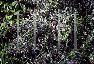 Picture of Teucrium fruticans 