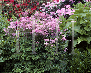 Picture of Thalictrum aquilegifolium 