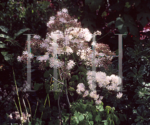 Picture of Thalictrum aquilegifolium 'Sparkler'