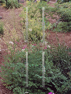 Picture of Thalictrum minus 'Adiantifolium'