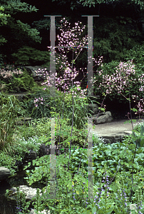 Picture of Thalictrum rochebrunianum 
