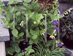 Picture of Thunbergia battiscombei 