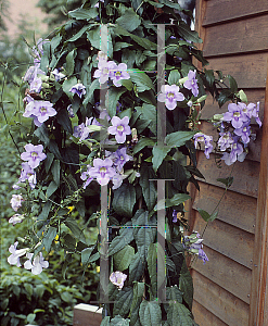 Picture of Thunbergia grandiflora 