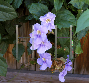 Picture of Thunbergia grandiflora 