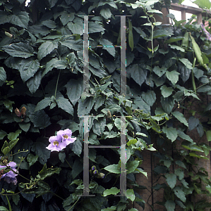 Picture of Thunbergia grandiflora 