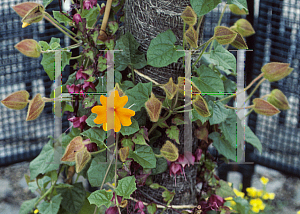 Picture of Thunbergia gregorii 