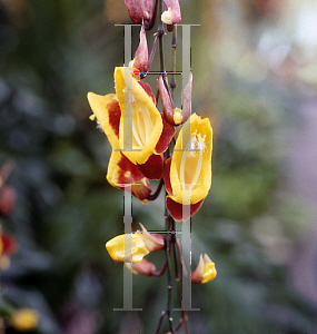 Picture of Thunbergia mysorensis 