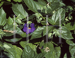 Picture of Thunbergia battiscombei 