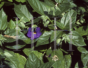 Picture of Thunbergia battiscombei 