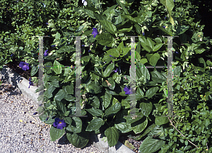 Picture of Thunbergia battiscombei 