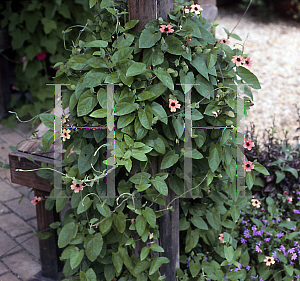 Picture of Thunbergia alata 'Red Shades'