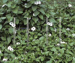 Picture of Thunbergia alata 'Suzie Black Eyed White'