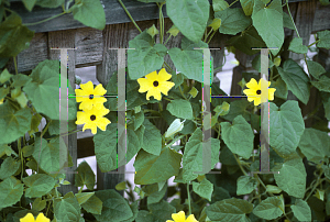 Picture of Thunbergia alata 'Sunny Lemon Star'