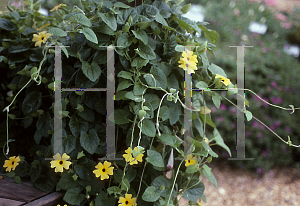 Picture of Thunbergia alata 'Sunny Lemon Star'