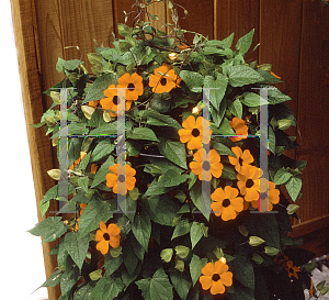 Picture of Thunbergia alata 'Sunny Orange Wonder'