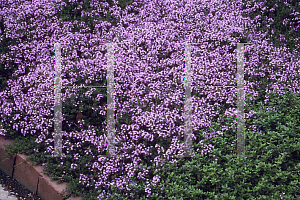 Picture of Thymus serpyllum 