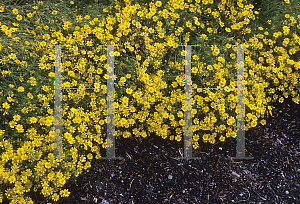 Picture of Thymophylla tenuiloba 'Golden Dawn'