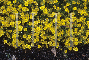 Picture of Thymophylla tenuiloba 'Golden Dawn'