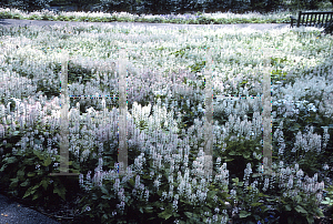 Picture of Tiarella cordifolia 