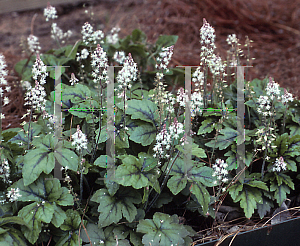 Picture of Tiarella  'Crow Feather'